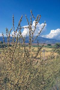 Dondia fruticosa image