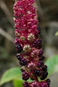 Phytolacca latbenia image