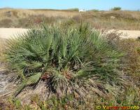 Chamaerops humilis image