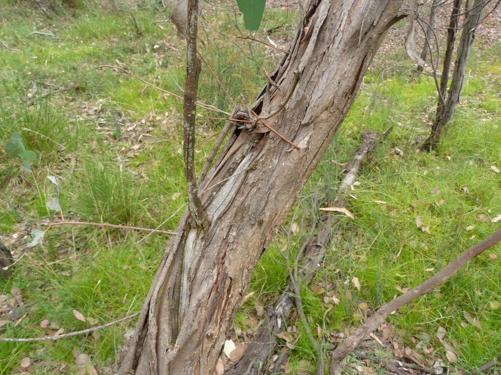 Eucalyptus polyanthemos image