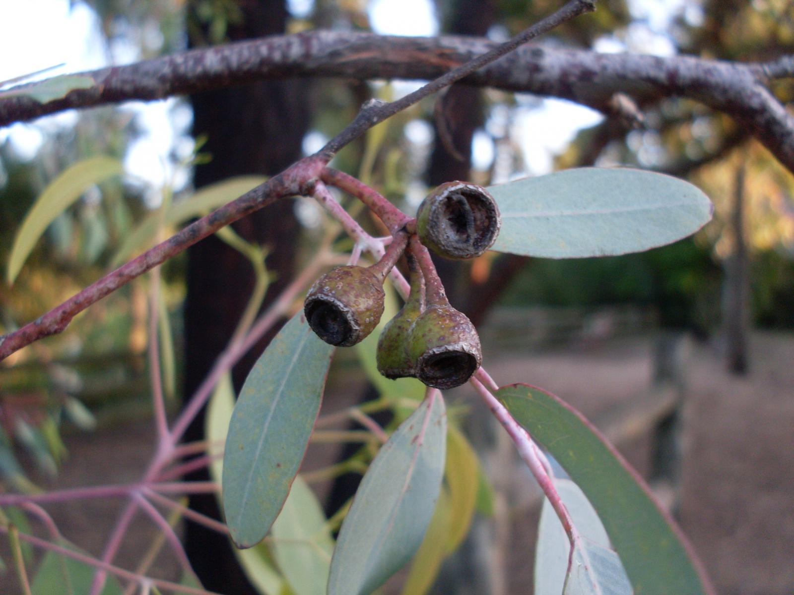 Eucalyptus sideroxylon image