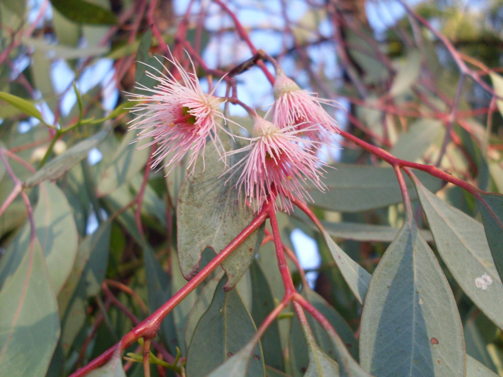 Eucalyptus sideroxylon image