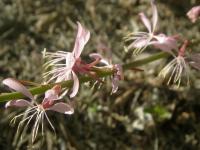 Oenothera lindheimeri image