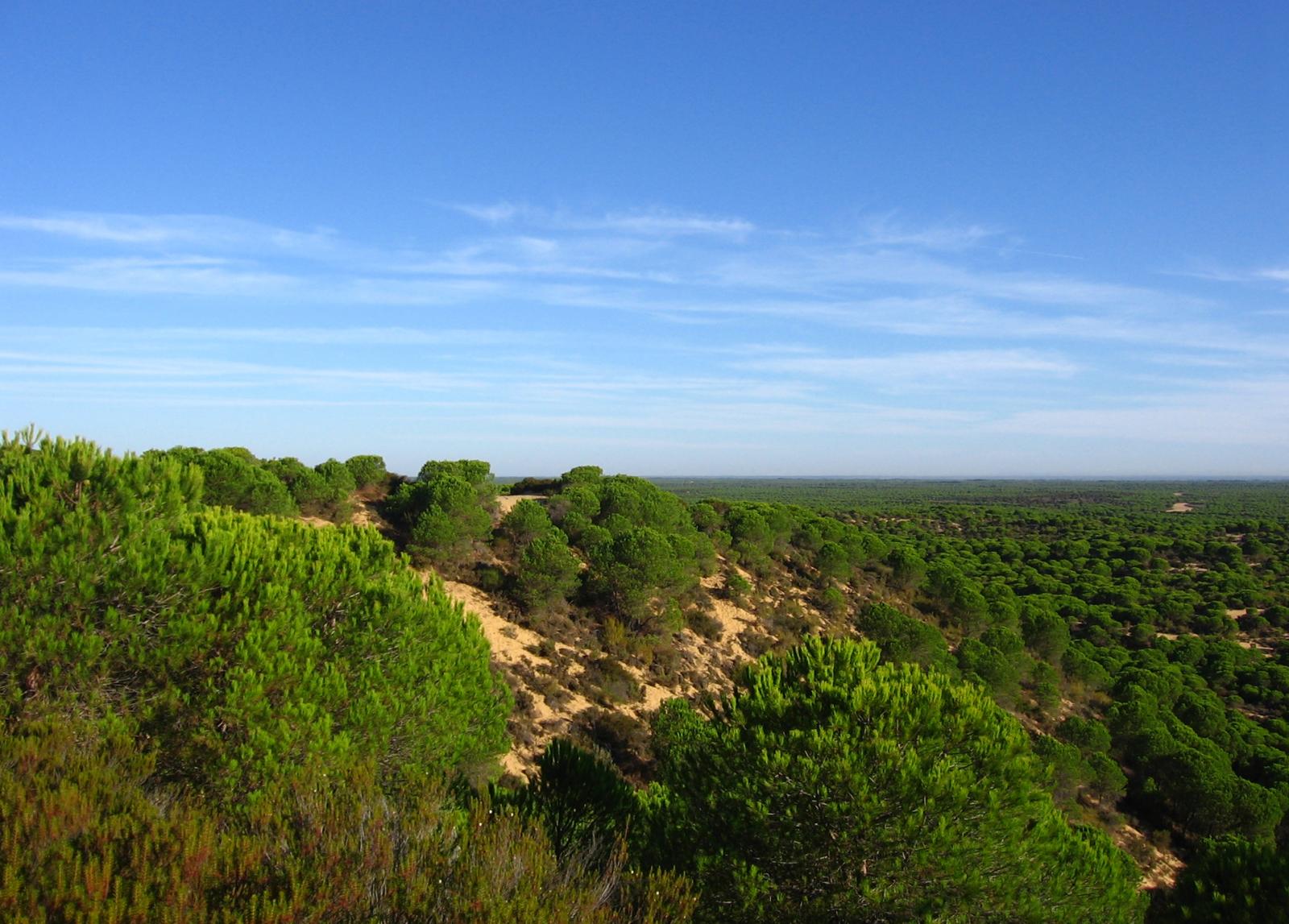 Pinus pinea image