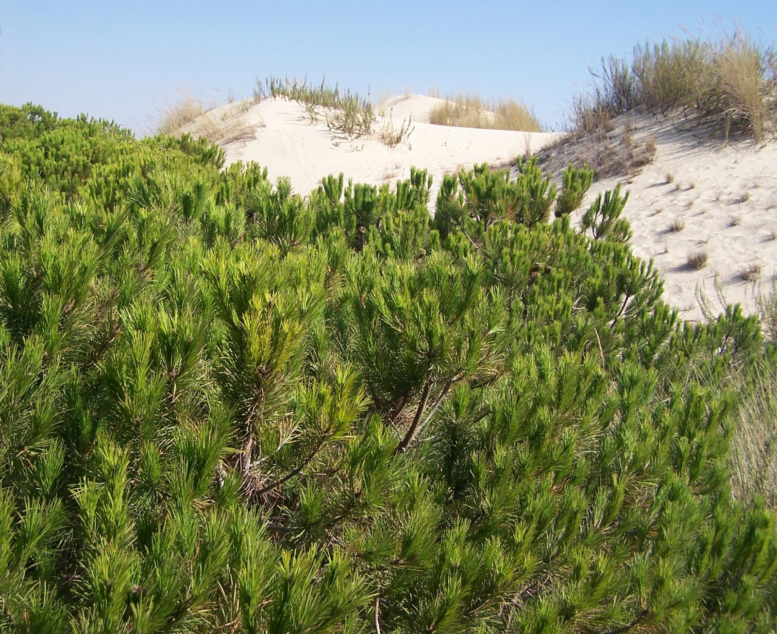 Pinus pinea image