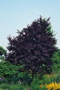 Image of Prunus cerasifera
