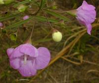 Image of Agalinis tenuifolia