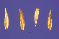 Image of Aira elegans