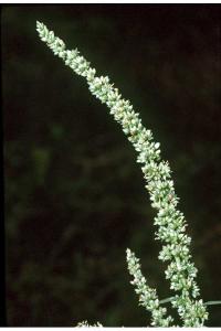 Amaranthus tuberculatus image