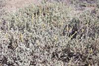 Image of Artemisia arbuscula