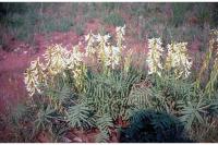 Image of Astragalus racemosus