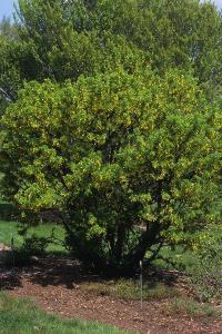 Caragana arborescens image