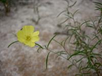 Image of Calylophus berlandieri