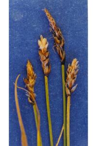 Image of Carex rupestris