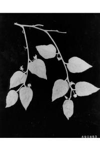 Celtis occidentalis image