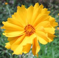 Coreopsis lanceolata image