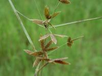 Cyperus compressus image