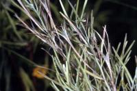 Image of Epilobium leptophyllum