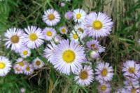 Erigeron glabellus image