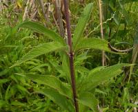 Eupatoriadelphus maculatus image