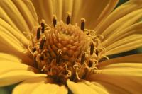 Heliopsis helianthoides image