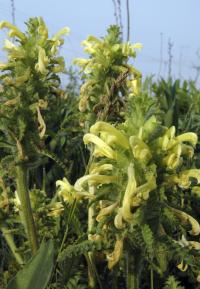 Pedicularis canadensis image