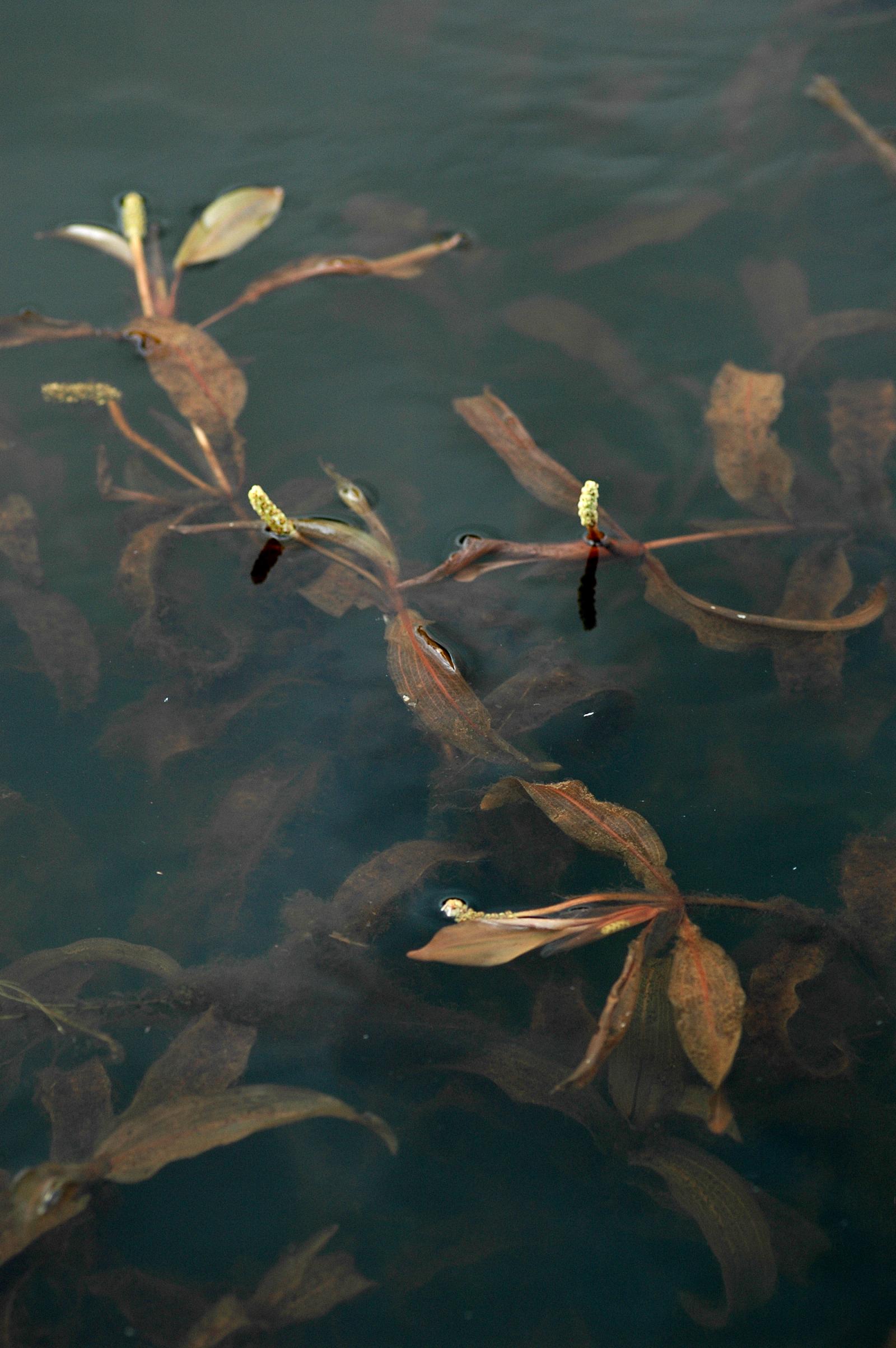 Potamogeton alpinus image