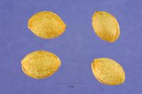 Image of Prunus angustifolia