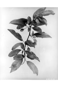 Prunus angustifolia image