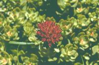 Rhodiola integrifolia image