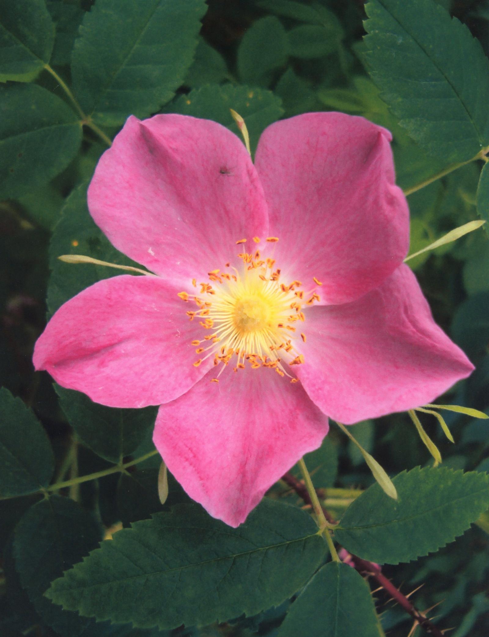 Rosa acicularis image