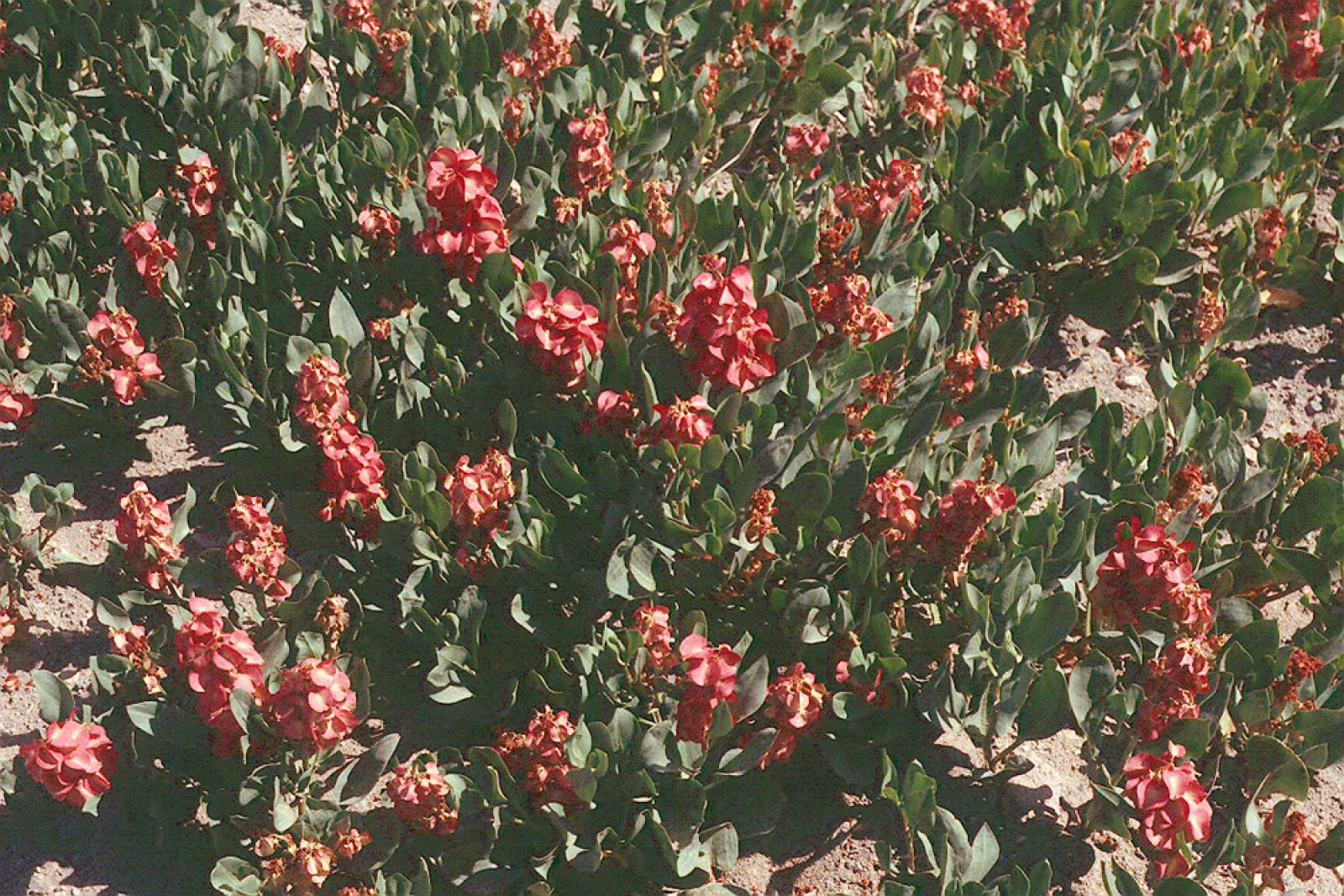 Rumex venosus image