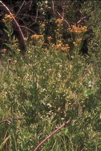 Image of Senecio triangularis