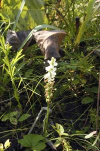 Spiranthes magnicamporum image