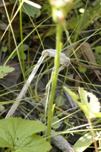 Spiranthes magnicamporum image