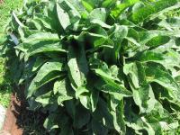 Image of Symphytum officinale