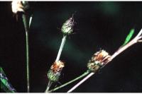 Image of Vernonia noveboracensis