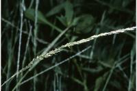 Muhlenbergia schreberi image