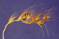 Aegopogon cenchroides image