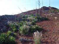 Agave sisalana image