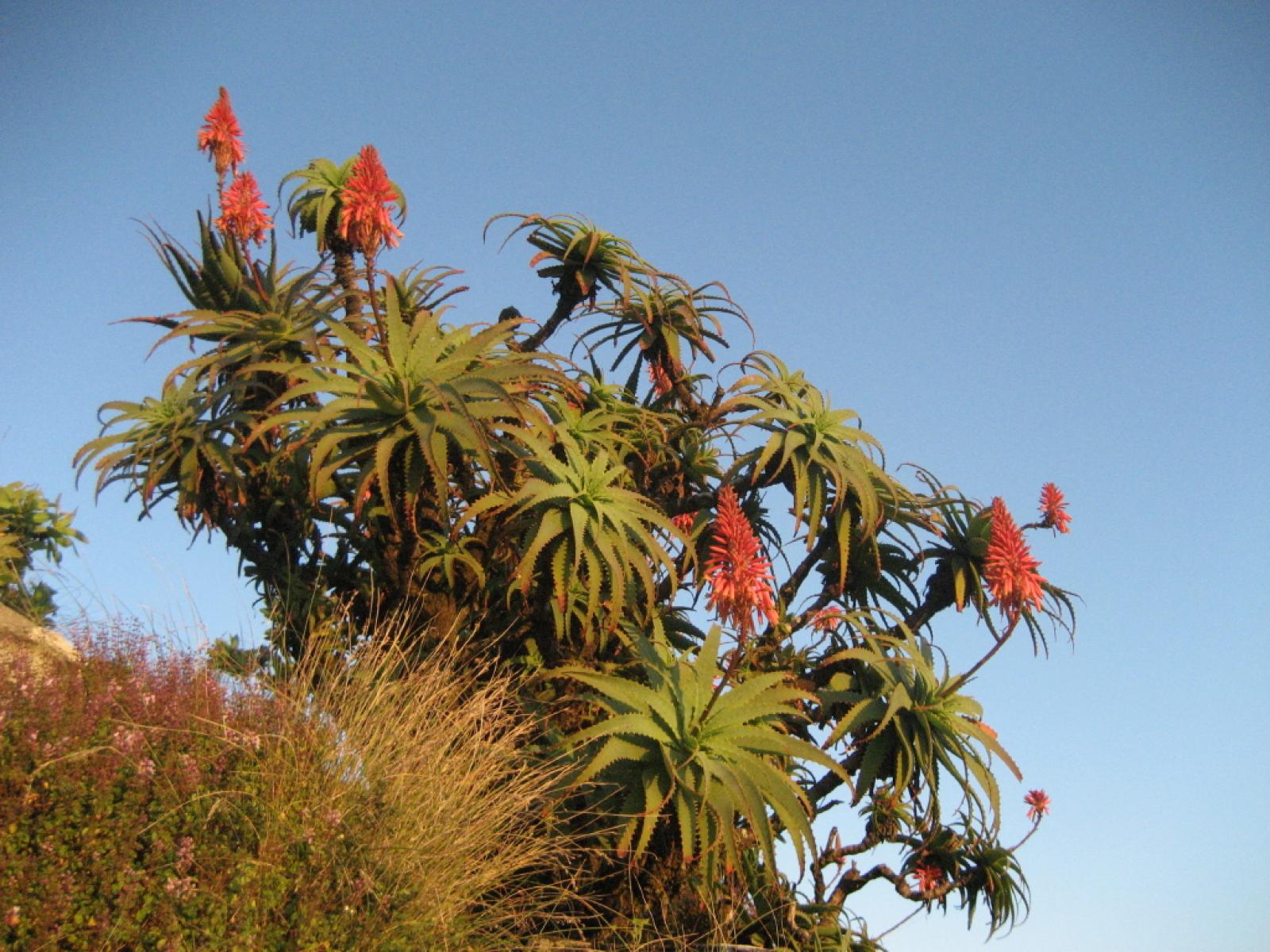 Aloe arborescens image