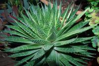 Aloe aristata image