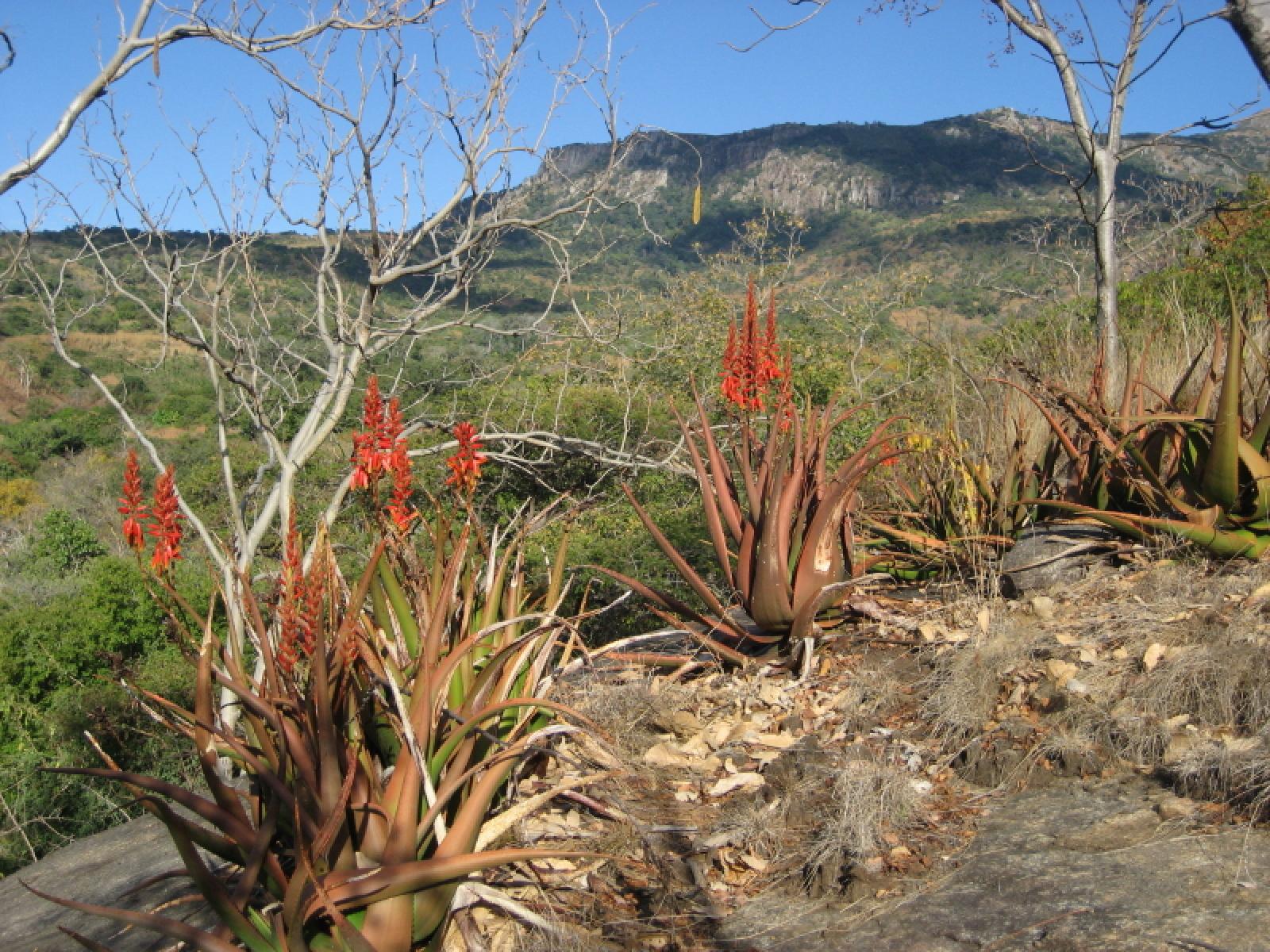 Aloe image