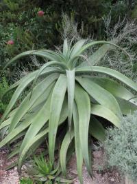 Image of Aloe ferox