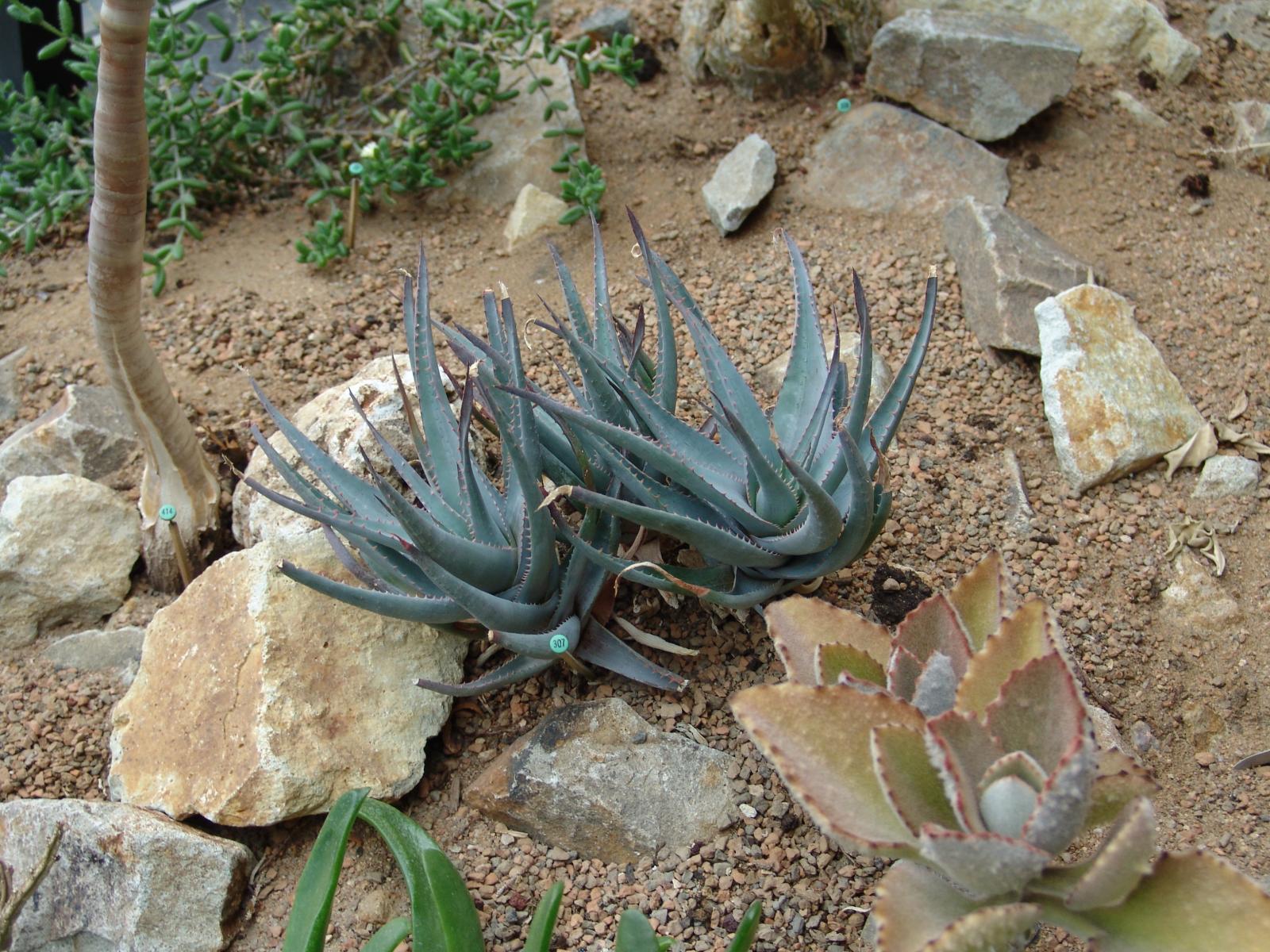 Aloe glauca image