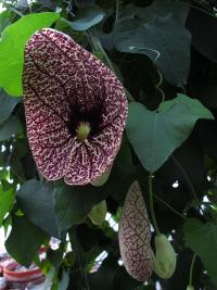 Aristolochia elegans image