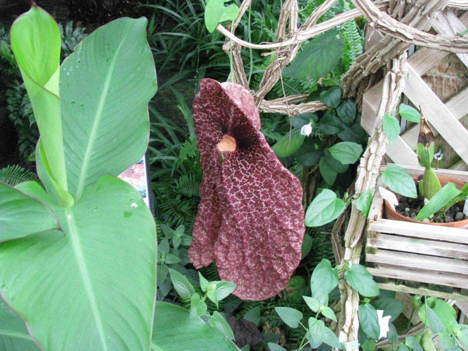 Aristolochia elegans image