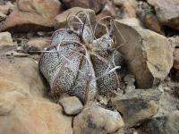 Astrophytum capricorne image