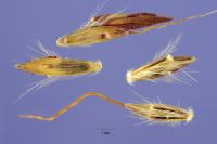 Bothriochloa pertusa image