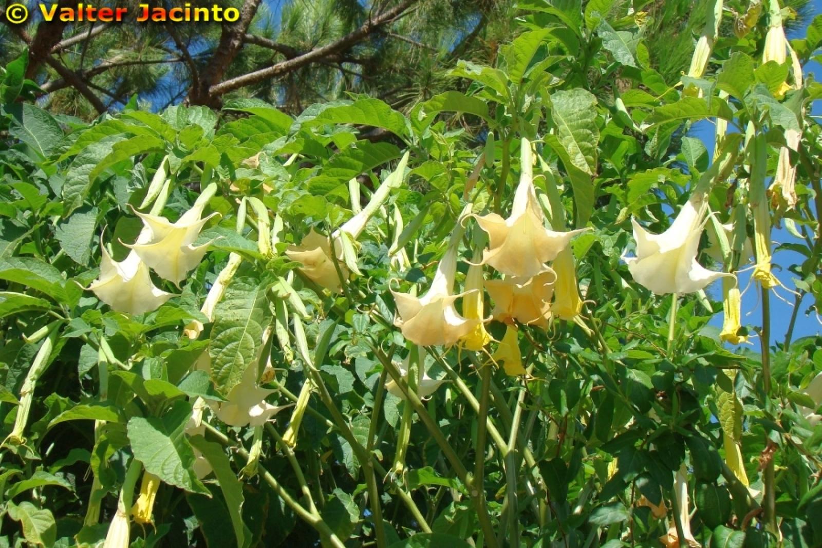 Brugmansia versicolor image